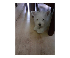 Piesek West Highland White Terrier - 4