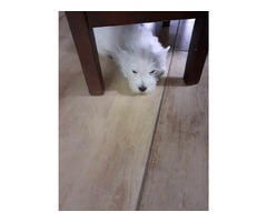 Piesek West Highland White Terrier - 5