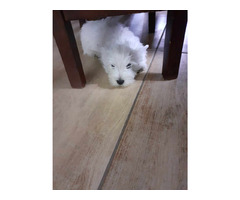 Piesek West Highland White Terrier - 6