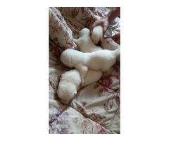 3 kolory Akita (od zoopsychologa) - 1