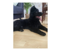 Owczarek niemiecki czarny - 1