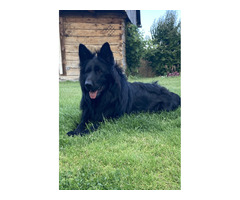 Owczarek niemiecki czarny - 2