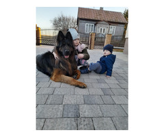 Owczarek niemiecki czarny - 4