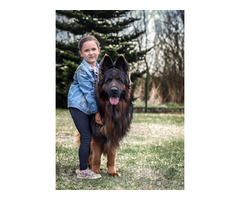 Owczarek niemiecki czarny - 5