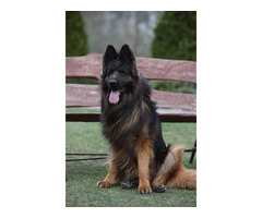 Owczarek niemiecki czarny - 6