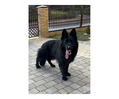 Owczarek niemiecki czarny - 7