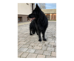 Owczarek niemiecki czarny - 8