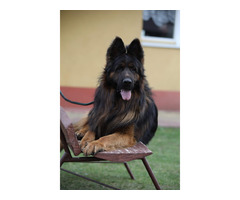 Owczarek niemiecki czarny - 9