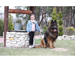 Owczarek niemiecki czarny - 10