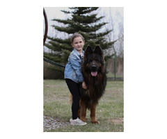 Owczarek niemiecki czarny - 11