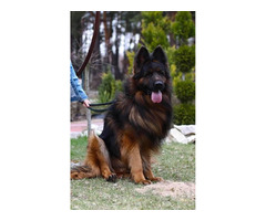 Owczarek niemiecki czarny - 12