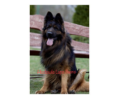 Owczarek niemiecki czarny - 13