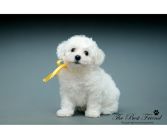 SZCZENIACZKI - Bichon Frise - 1