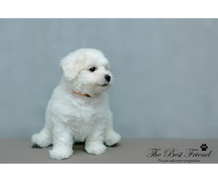 SZCZENIACZKI - Bichon Frise - 2