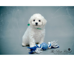 SZCZENIACZKI - Bichon Frise - 3