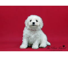 SZCZENIACZKI - Bichon Frise - 4