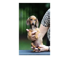 Jamnik Krótkowłosy Króliczy - 1