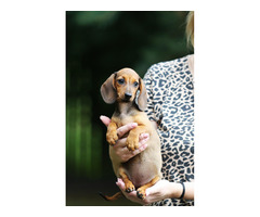 Jamnik Krótkowłosy Króliczy - 2