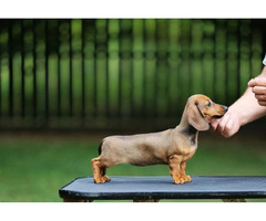 Jamnik Krótkowłosy Króliczy - 3