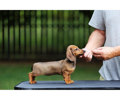 Jamnik Krótkowłosy Króliczy - 4