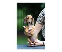 Jamnik Krótkowłosy Króliczy - 5