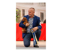 Jamnik Krótkowłosy Króliczy - 6