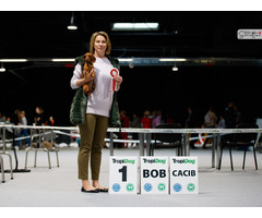 Jamnik Krótkowłosy Króliczy - 7