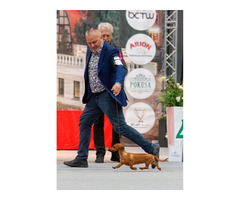 Jamnik Krótkowłosy Króliczy - 8