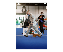 Jamnik Krótkowłosy Króliczy - 9