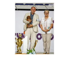 Jamnik Krótkowłosy Króliczy - 10