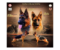 Szczeniaki owczarek niemiecki krótkowłosy po Championach - 1