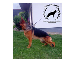 Szczeniaki owczarek niemiecki krótkowłosy po Championach - 2