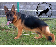 Szczeniaki owczarek niemiecki krótkowłosy po Championach - 3