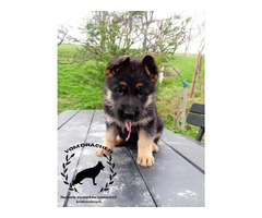 Szczeniaki owczarek niemiecki krótkowłosy po Championach - 4