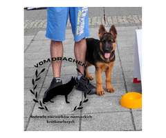 Szczeniaki owczarek niemiecki krótkowłosy po Championach - 5