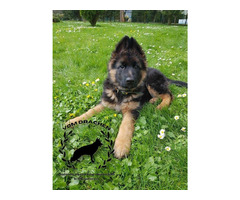 Szczeniaki owczarek niemiecki krótkowłosy po Championach - 6