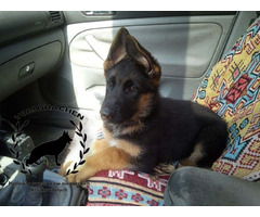 Szczeniaki owczarek niemiecki krótkowłosy po Championach - 7