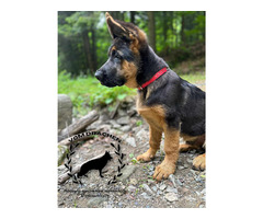 Szczeniaki owczarek niemiecki krótkowłosy po Championach - 8