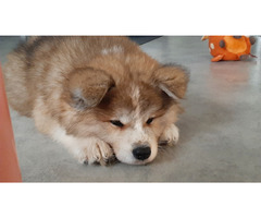 Akita inu od zoopsychologa - 1