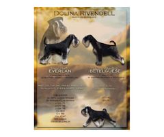 Sznaucer Miniaturowy Czarno Srebrny - 1