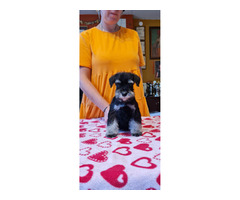 Sznaucer Miniaturowy Czarno Srebrny - 2