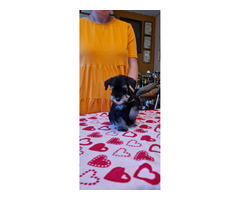 Sznaucer Miniaturowy Czarno Srebrny - 3