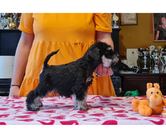 Sznaucer Miniaturowy Czarno Srebrny - 4