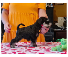 Sznaucer Miniaturowy Czarno Srebrny - 5