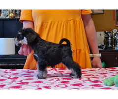 Sznaucer Miniaturowy Czarno Srebrny - 6