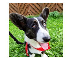 Welsh Corgi Cardigan - 1