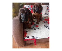 Posokowiec bawarski - 1