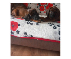 Posokowiec bawarski - 2