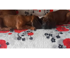 Posokowiec bawarski - 3