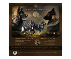 Owczarek staroniemiecki szczenięta - 1